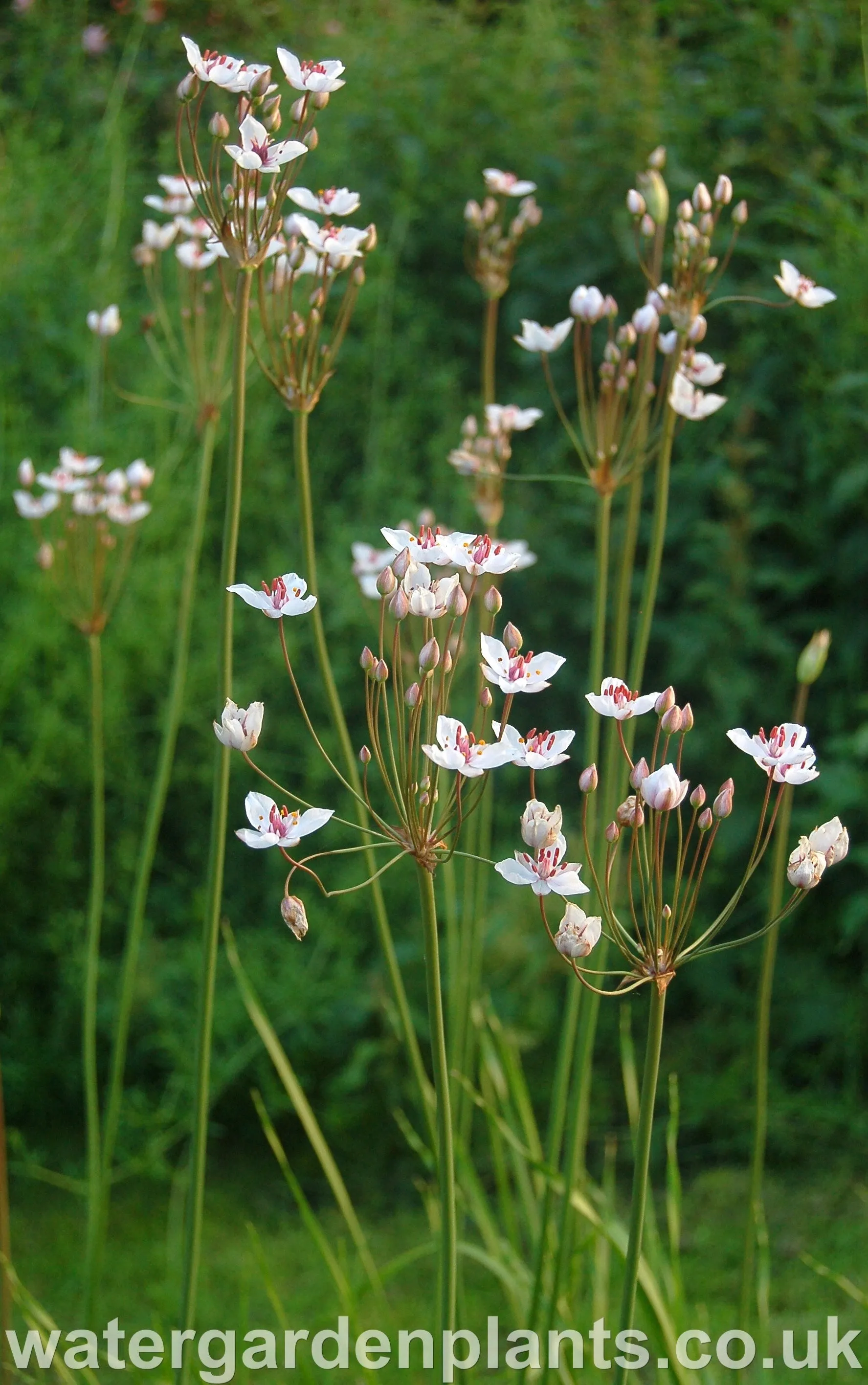 Butomus umbellatus 'Schneeweisschen' - Flowering Rush: White Form