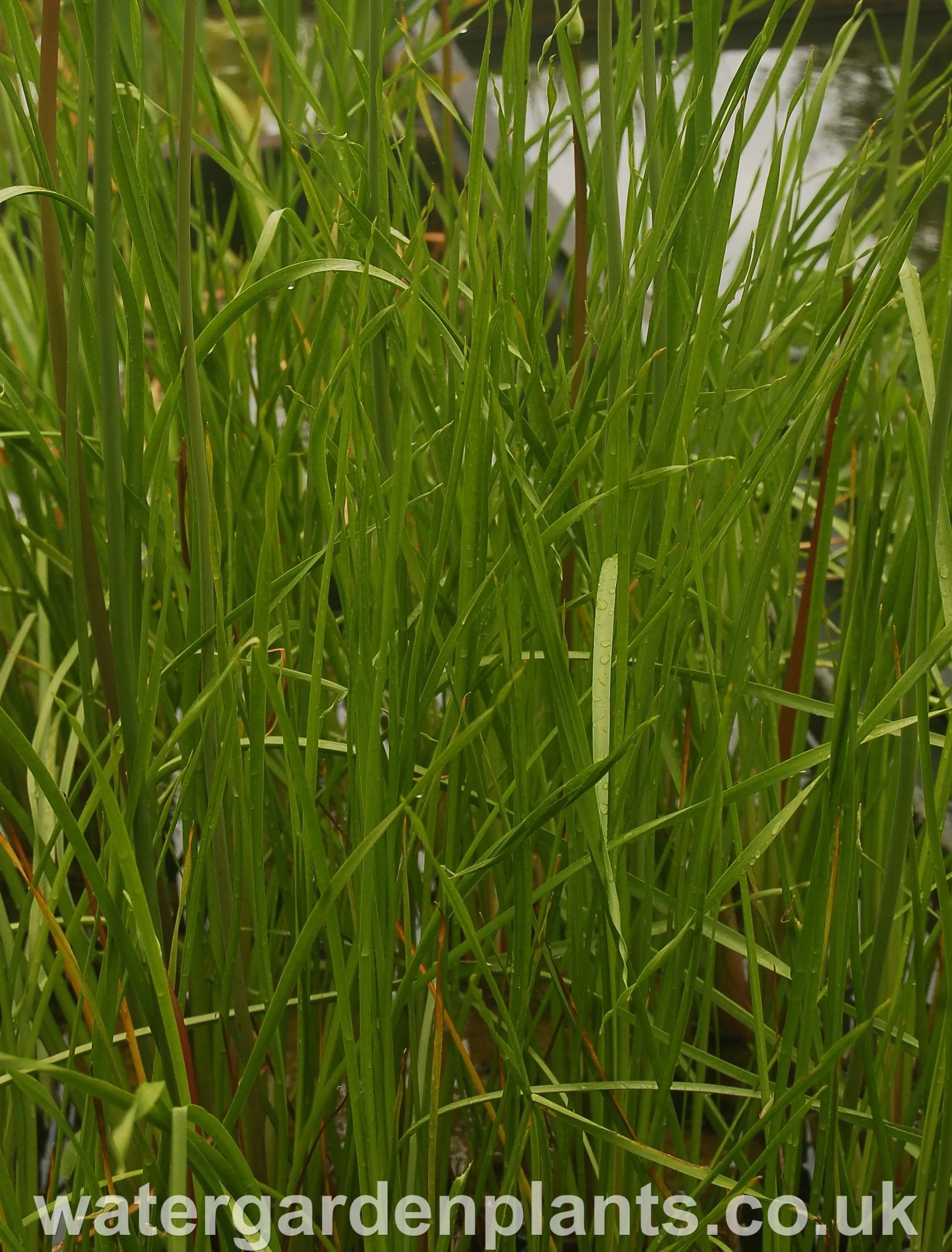 Butomus umbellatus 'Schneeweisschen' - Flowering Rush: White Form