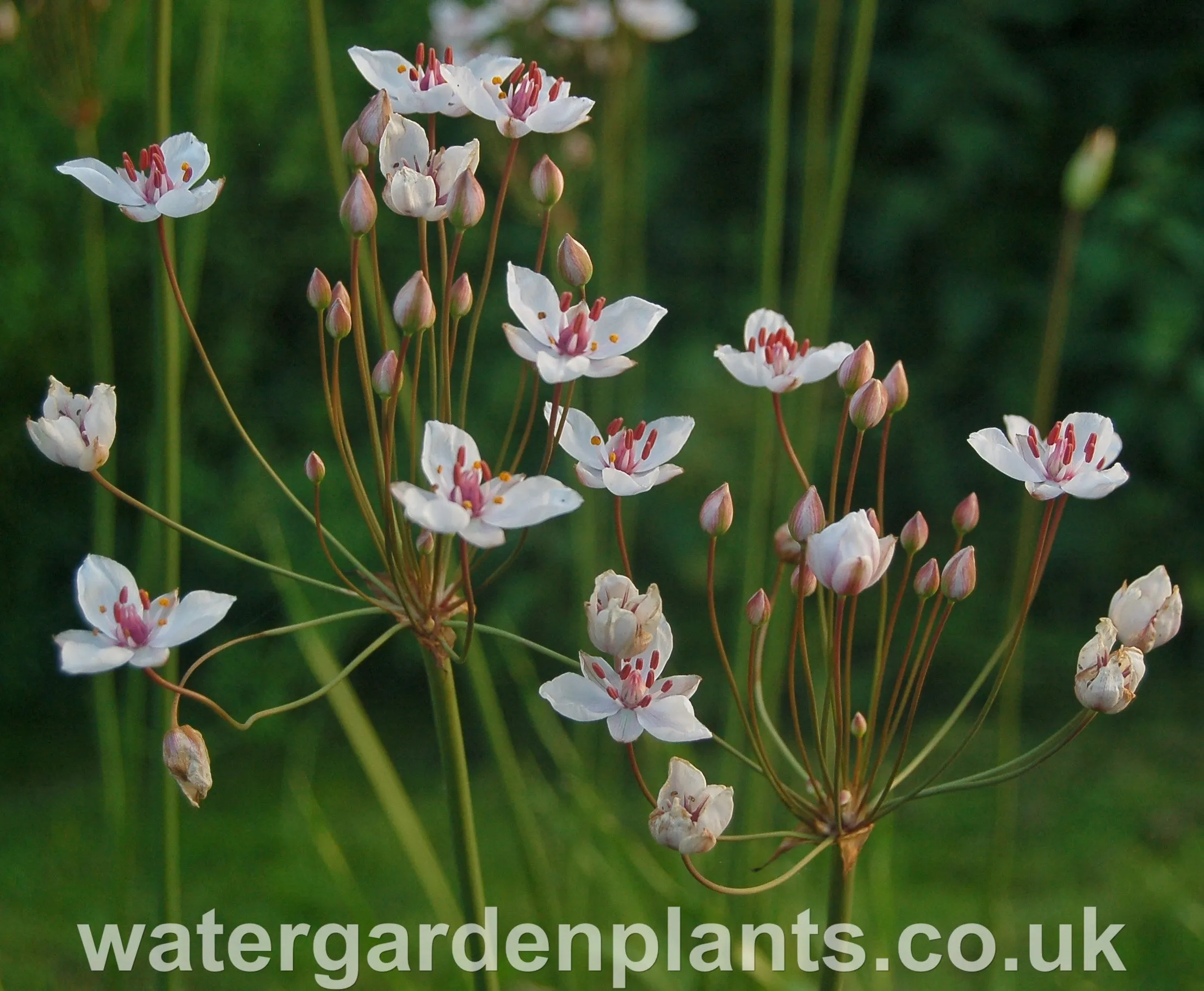 Butomus umbellatus 'Schneeweisschen' - Flowering Rush: White Form