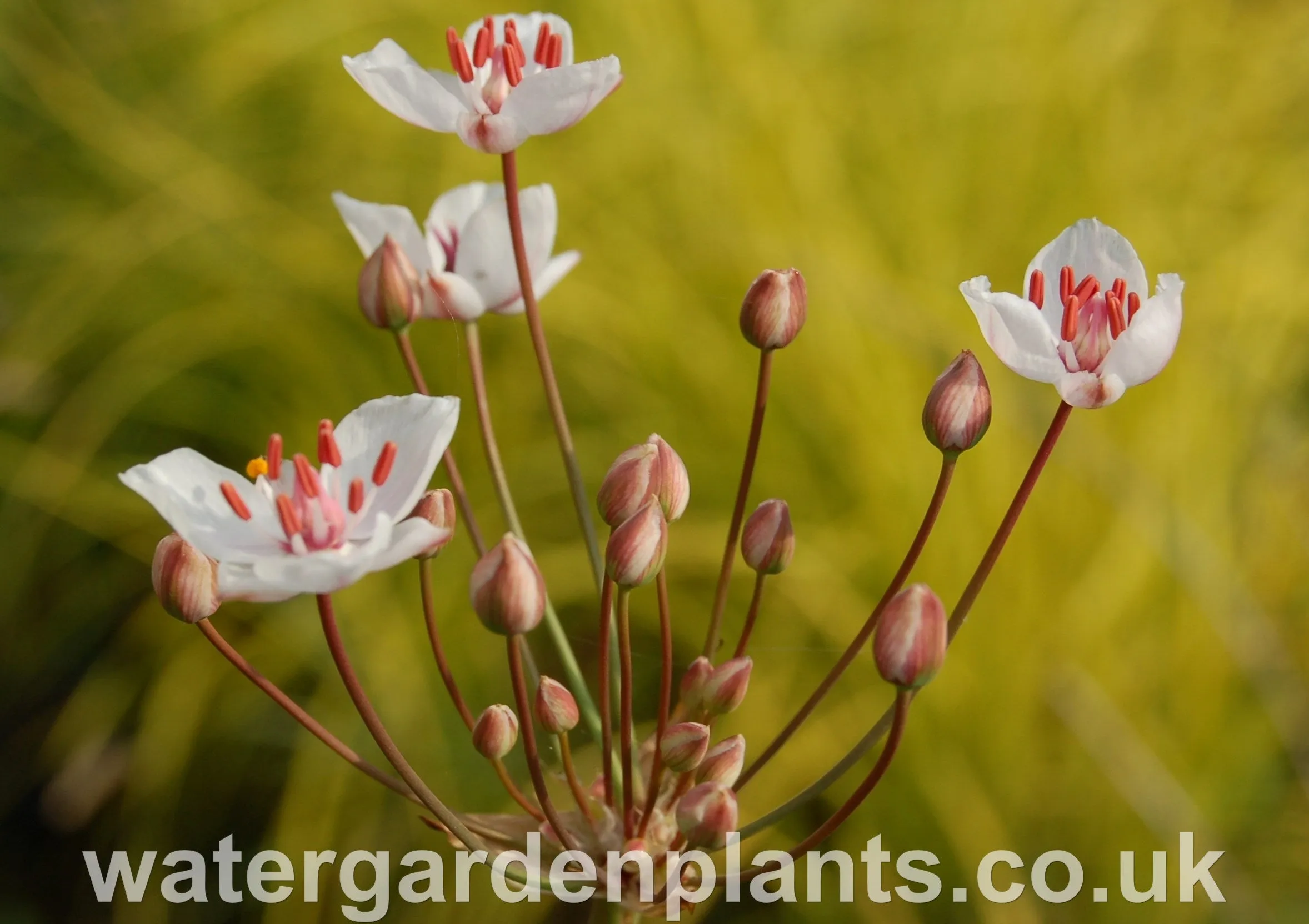 Butomus umbellatus 'Schneeweisschen' - Flowering Rush: White Form