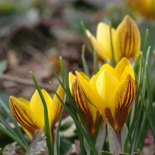 Crocus chrysanthus Fuscotinctus