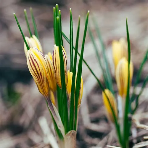 Crocus chrysanthus Fuscotinctus