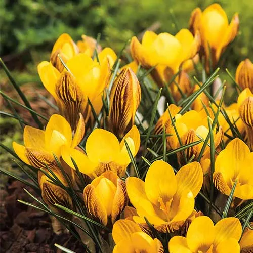 Crocus chrysanthus Fuscotinctus