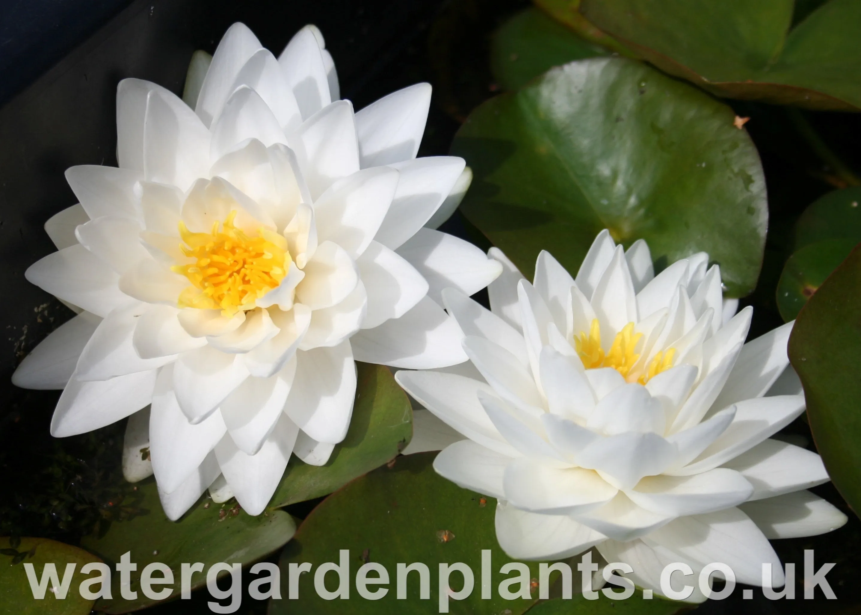 Nymphaea 'Gonnère'