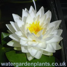 Nymphaea 'Gonnère'