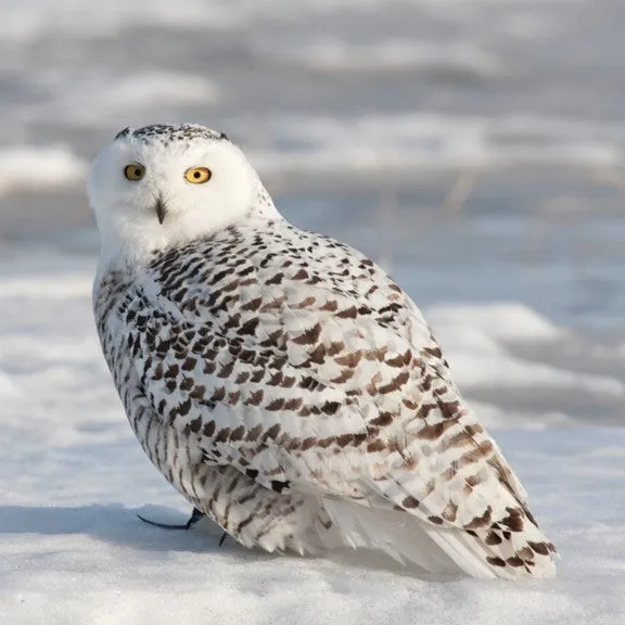 Snowy owl adoption card