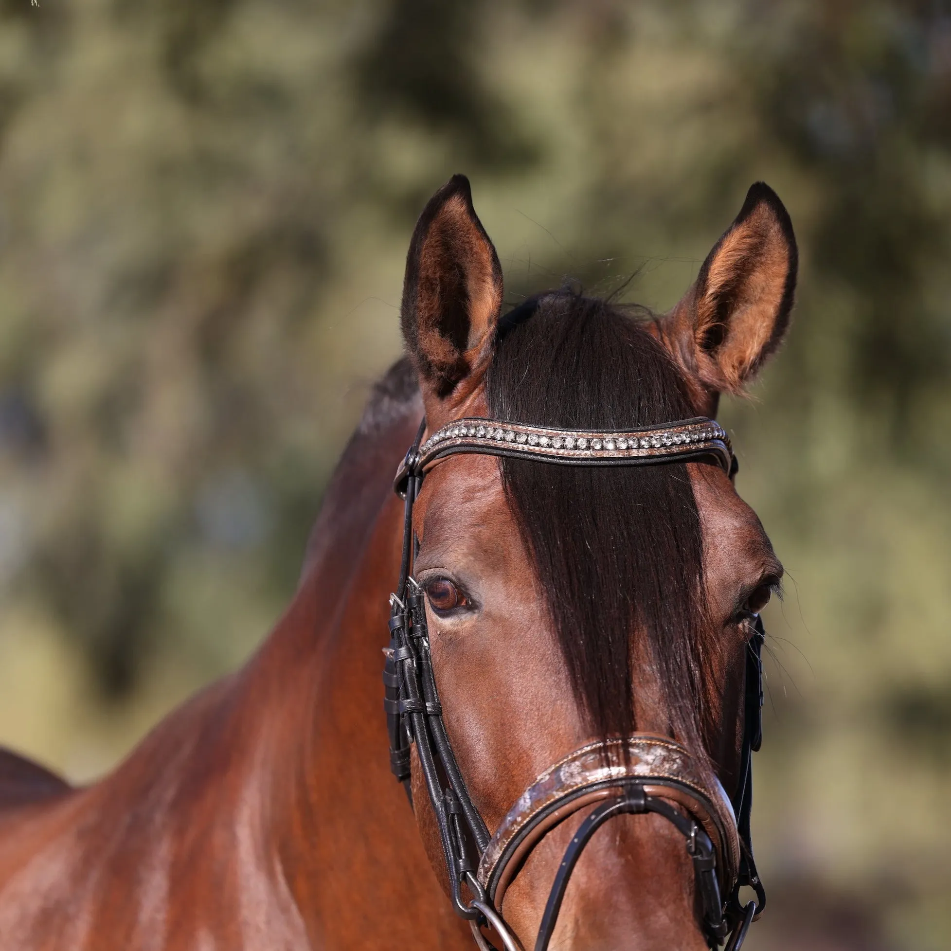 The Baroque Black Snaffle Bridle with Light Brown Padding