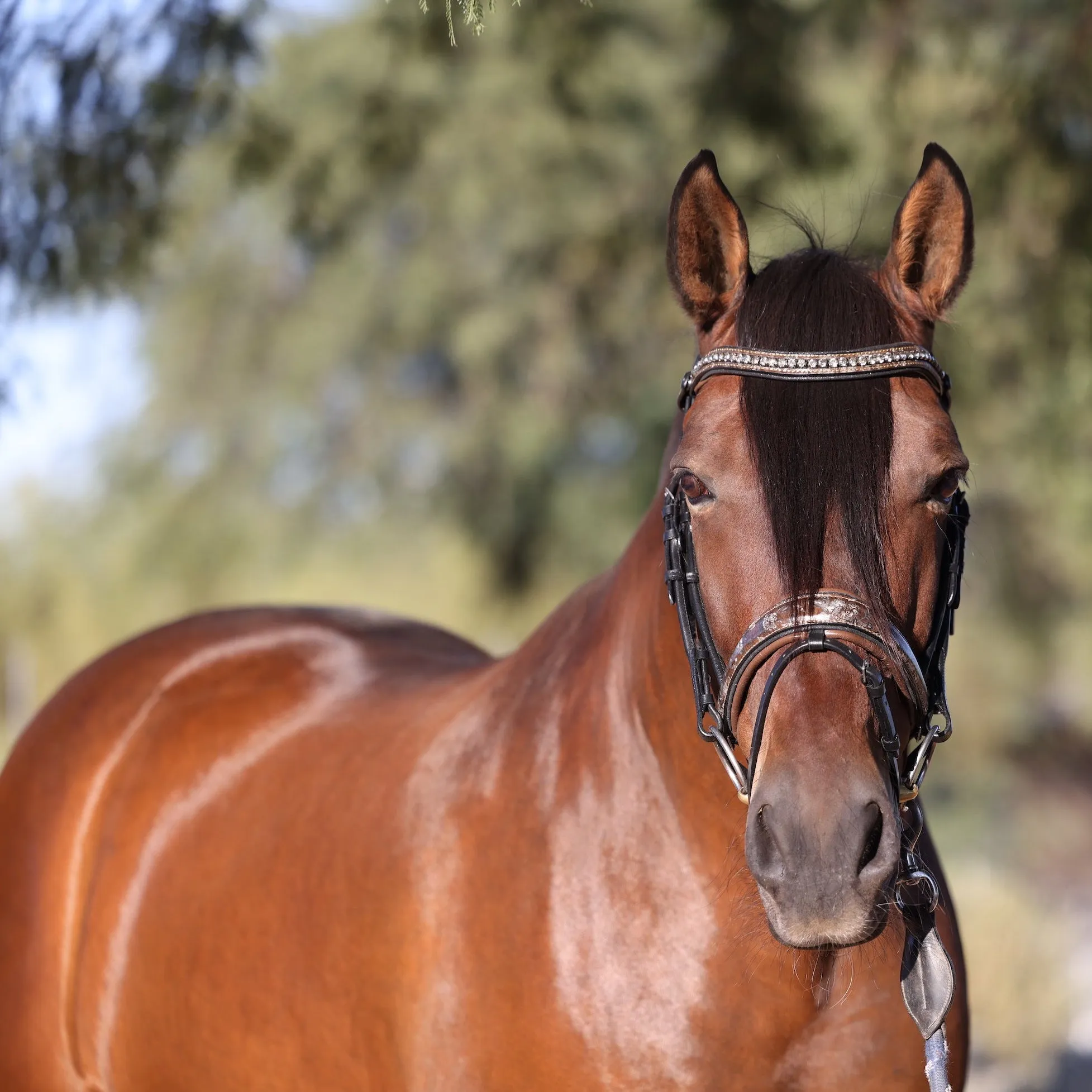 The Baroque Black Snaffle Bridle with Light Brown Padding